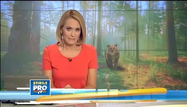 Unul dintre cei trei ursi din Romania monitorizati printr-un sistem GPS, ucis de braconieri