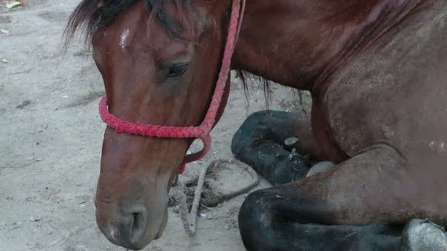 Un cal scapat de sub control a facut ravagii la Deva. Zece masini au fost avariate