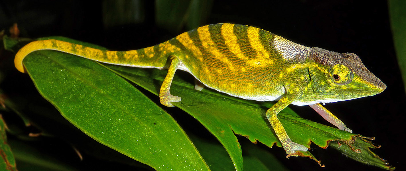 Topul celor mai amenintate 100 de specii de pe Terra