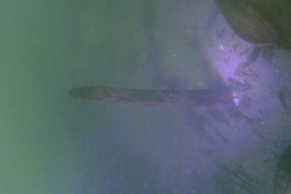 Descoperire uimitoare pe fundul Dunarii. Arheologii sunt entuziasmati: "Dumnezeule, e inca INTACTA"