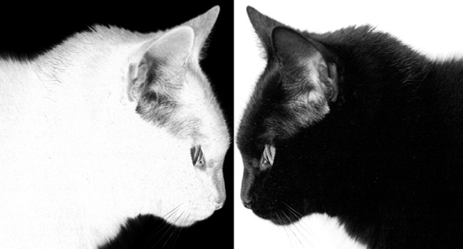 Cel mai prost taran din lume!