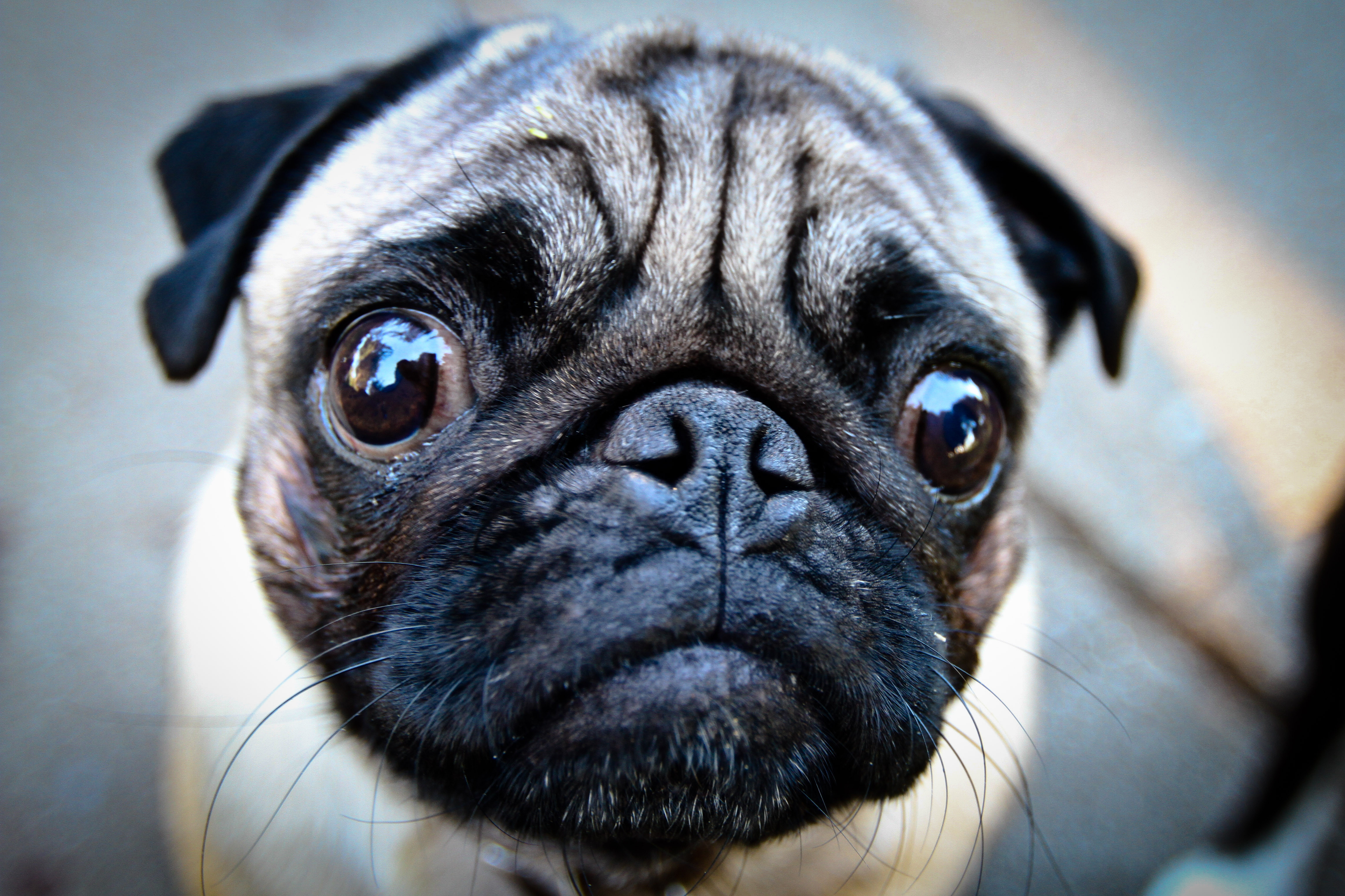 Orasul care ar putea INTERZICE cainii