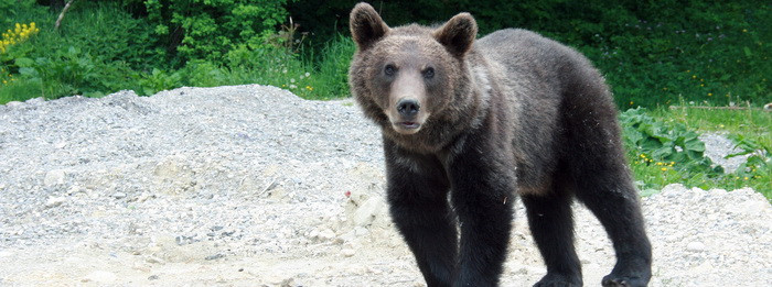 Un barbat a fost atacat de urs marti noaptea, la poalele Muntilor Parang