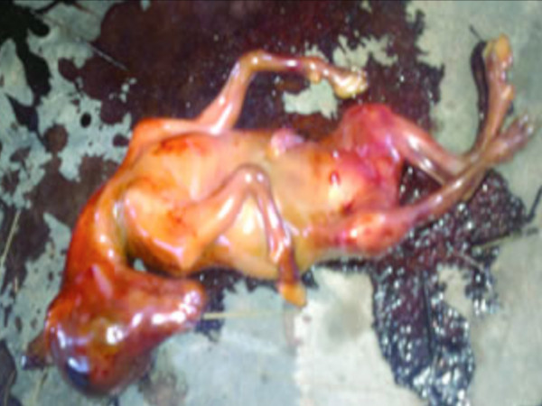 TheMorningStarr: O femeie din Nigeria a dat nastere unui CAL viu in timpul unui ritual de exorcizare