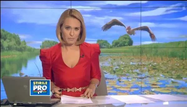 Pelicanul cu doua capete din Delta Dunarii, imaginea care naste controverse. Ce spun specialistii