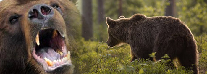 Ursul care a ATACAT doi padurari era turbat. Ce masuri iau autoritatile pentru a proteja animalele