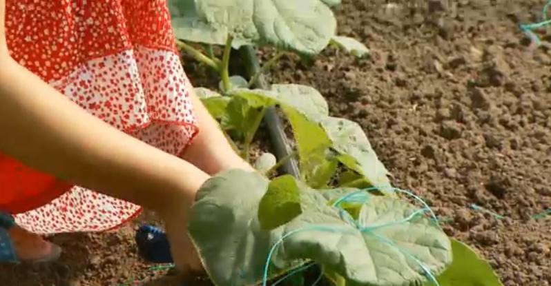 Romania, te iubesc: Cum de seamana povestea agriculturii romanesti cu "Prostia Omeneasca" a lui Ion Creanga