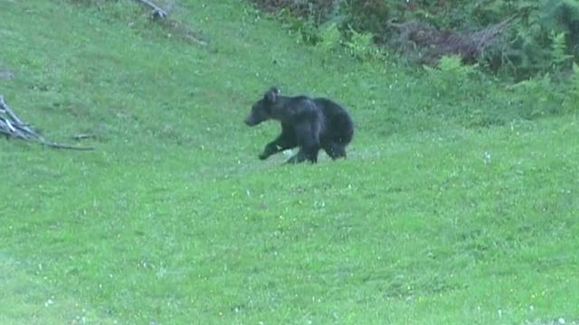 Ursul care a omorat un om in Dambovita cazuse in capcana montata de un braconier