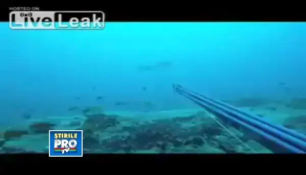 Spaima vietii pentru un scafandru. Cum a fost atacat de nicaieri de un
