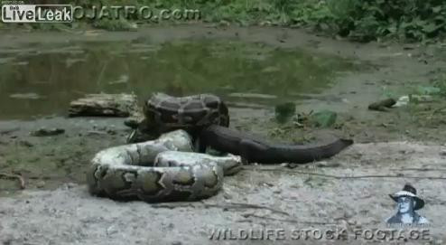 VIDEO. Confruntare pe viata si pe moarte intre doi ucigasi temuti - un piton si un aligator