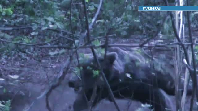 Cautarile ursului care a ucis un om, reluate. Complicii victimei au recunoscut ca faceau braconaj