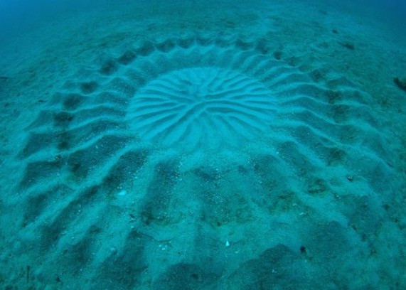 Un cerc misterios, descoperit pe fundul oceanului. Nimeni nu se astepta la aceasta explicatie