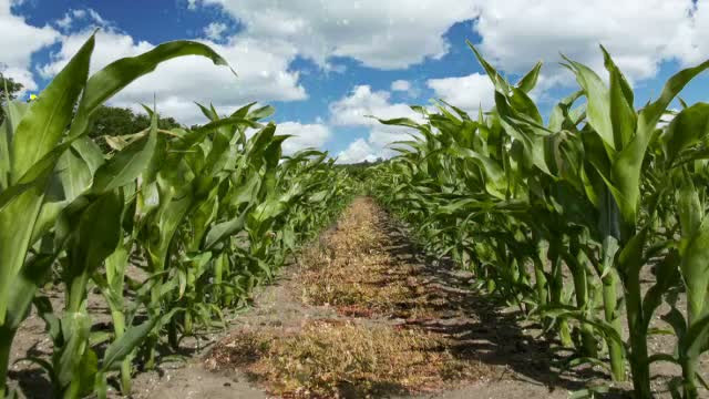 In Romania ajung anual peste 500.000 de tone de produse modificate genetic,in special porumb si soia