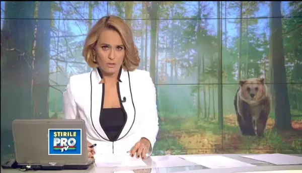 Padurarii atacati de urs in Arges erau pe post de haitasi, la o vanatoare cu niste clienti spanioli