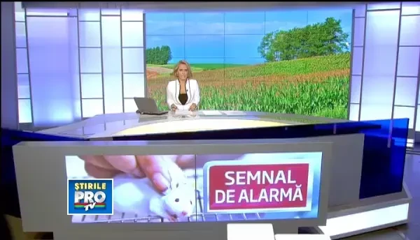 In Romania ajung anual peste 500.000 de tone de produse modificate genetic,in special porumb si soia