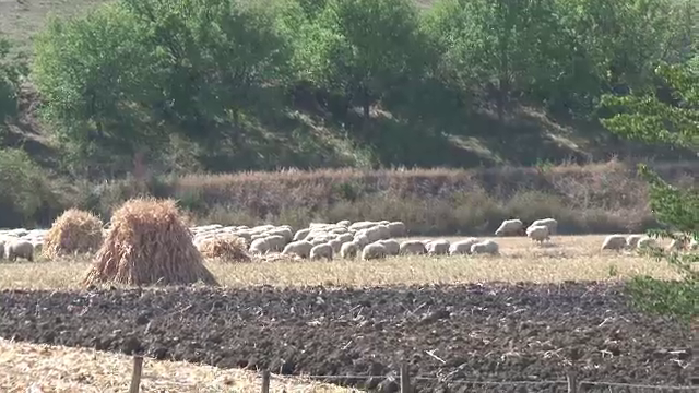 Fermierii care au accesat subventii de la APIA, buni de plata. Neatentia pentru care platesc scump