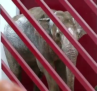 Gradina Zoologica din Targu Mures are un nou membru, un elefant care mananca 130 kg de hrana pe zi