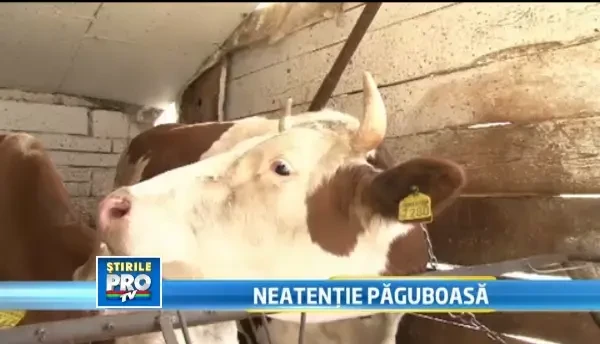 Fermierii care au accesat subventii de la APIA, buni de plata. Neatentia pentru care platesc scump