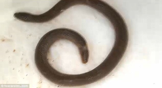 Descoperire bizara in SUA: sarpele cu DOUA CAPETE, cate unul la fiecare extremitate a corpului.VIDEO