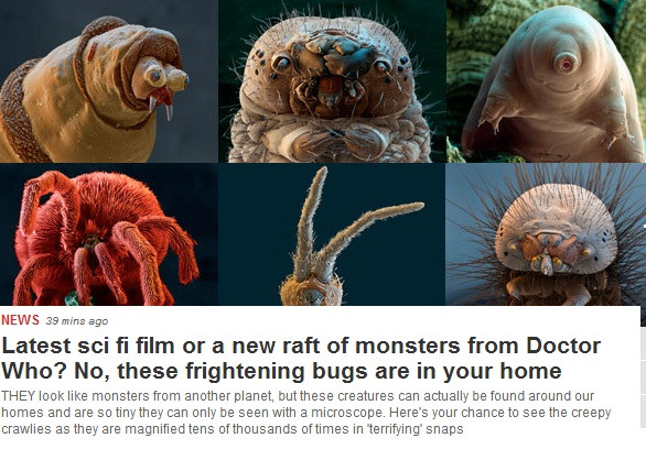 FOTO. Adevaratii monstri de sub pat. Aceste creaturi sunt reale si traiesc in casele noastre