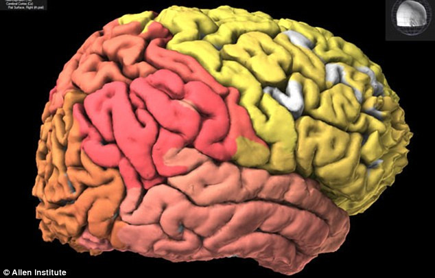 Oamenii de stiinta au creat primul "atlas al creierului". Vor sa afle secretele mintii noastre