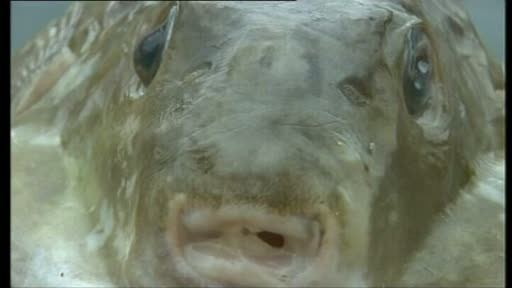 Monstru marin UCIGAS descoperit in Croatia. "E o vietate extrem de veninoasa. Decesul e inevitabil"