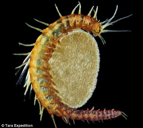 FOTO. Descoperire fara precedent. Peste 1,5 milioane de noi forme de viata, identificate pe Terra