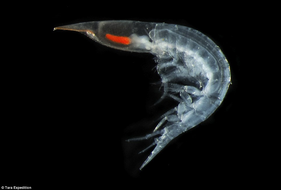 specie noua in ocean 3