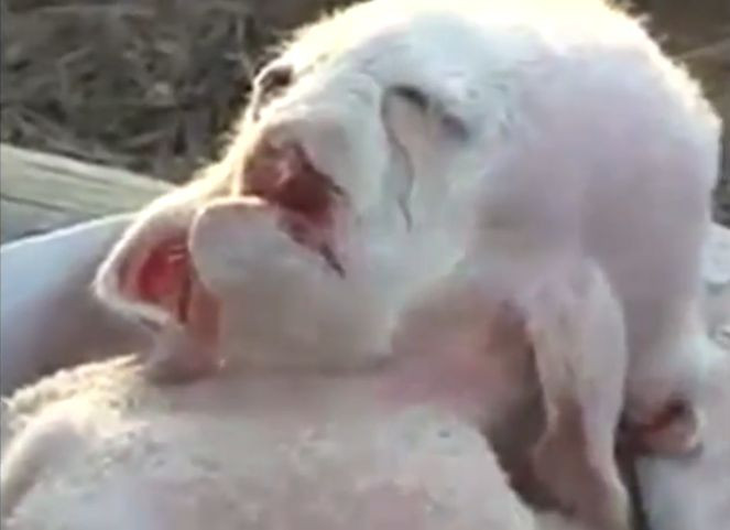 Creatura misterioasa descoperita in Palestina. Are opt picioare si nimeni nu poate spune ce e. VIDEO