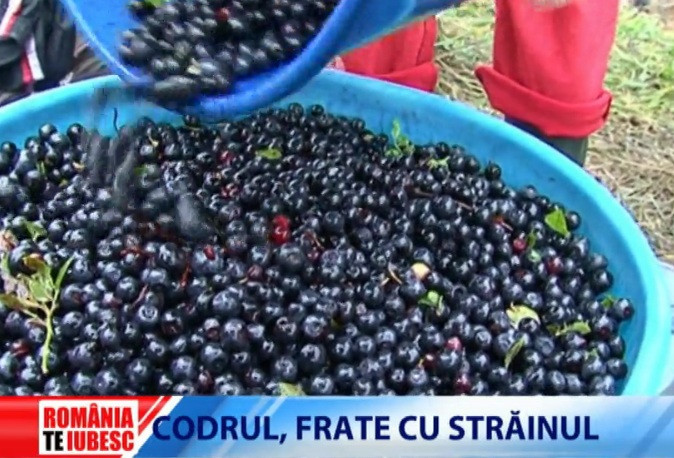 Romania, te iubesc: Comoara fructelor nobile de care Romania isi bate joc. Cum ratam anual sute de milioane de euro