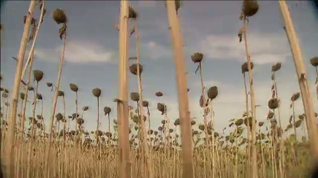 Romania, blestemul pamantului. Agricultura ar putea fi salvarea acestei tari!