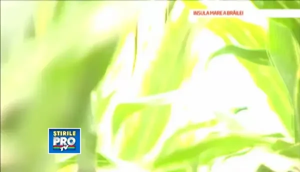 Romania, blestemul pamantului - III. Romanii care au inteles cum pot sa faca bani din agricultura