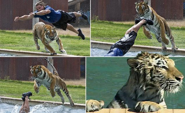 Gestul incredibil al unui ingrijitor de la ZOO in cusca TIGRILOR! 11 milioane de oameni au vazut clipul asta! VIDEO