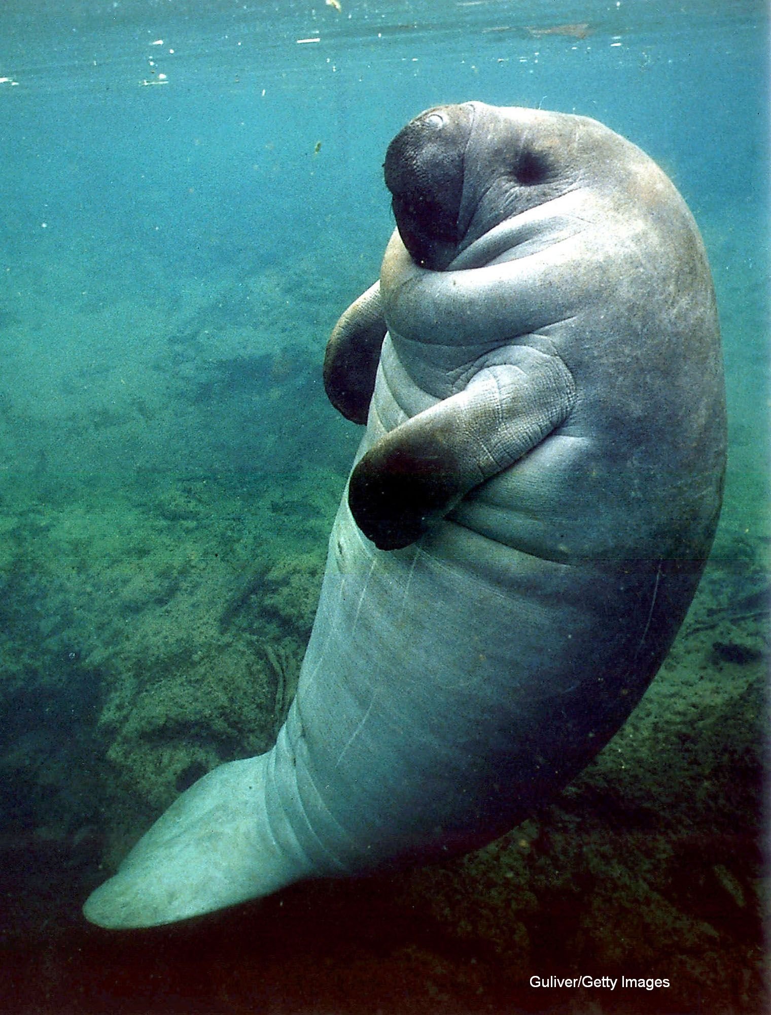 Lamantin