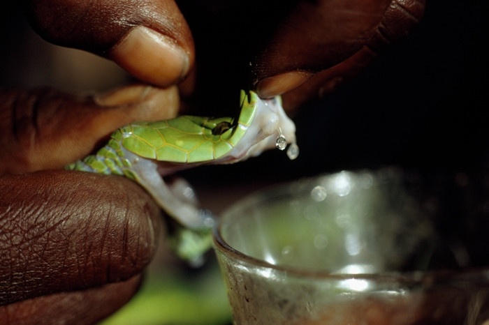 Veninul sarpelui Mamba negru, un posibil remediu contra durerii