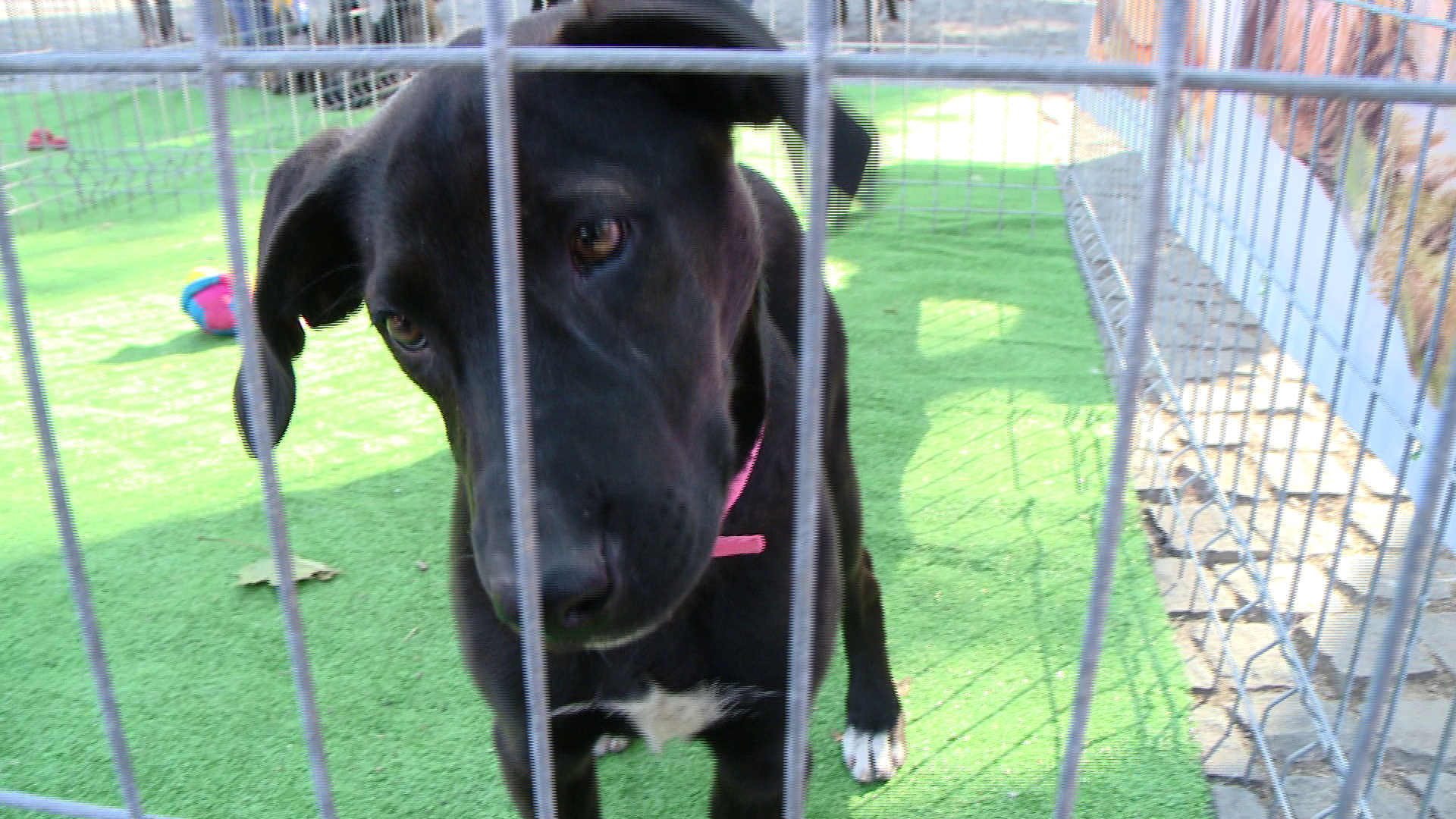 S-a stabilit taxa de adoptie la distanta pentru animalele fara stapan din Timisoara. Cat costa sa tii un caine in adapost