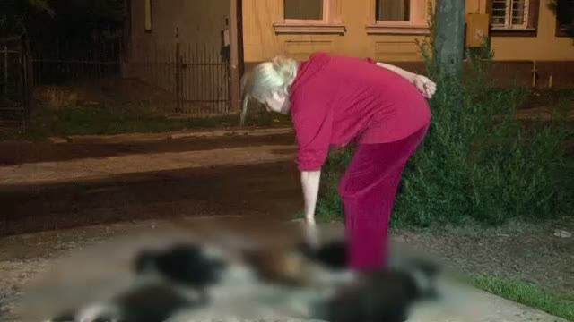 Trupurile cainilor otraviti in Suceava au disparut. Firma de salubritate spune ca nu le-a ridicat