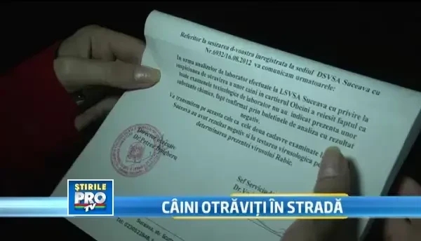 Caini comunitari ucisi in centrul Sucevei. Oamenii acuza Primaria: