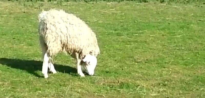 Trucaj sau realitate? Filmul care a impartit utilizatorii de internet in doua tabere. VIDEO