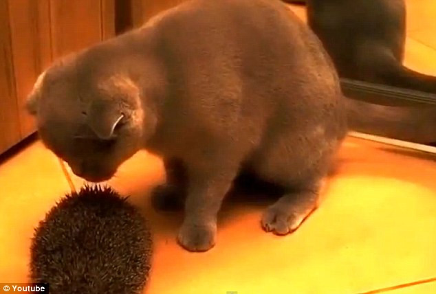 Un pic mai intepator. O pisica si-a gasit partenerul ideal de joaca: un arici. VIDEO