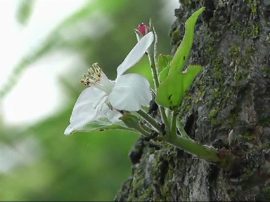 Fenomen ciudat si rar in Romania. Pomii au inflorit din nou, de parca am fi la inceput de primavara