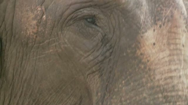 Tania, singurul elefant tinut intr-o gradina zoologica din Romania, a incercat sa evadeze