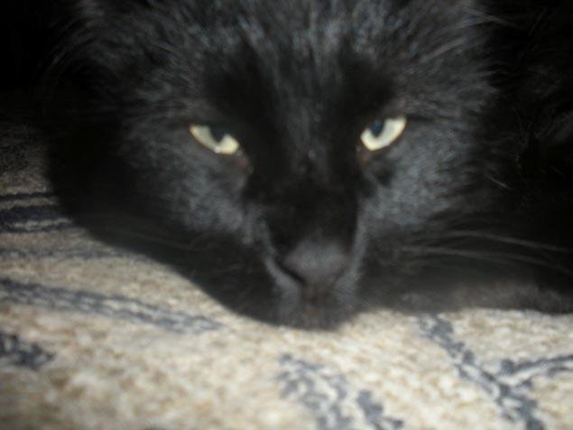 Toothless