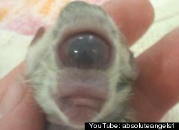 Creatura mutant a carei nastere fost filmata si postata pe YouTube. "A fost o experienta oribila"