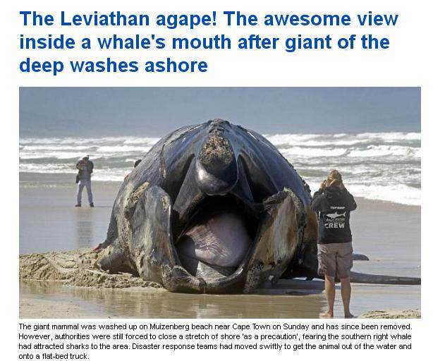 Un monstru de 45 de tone, descoperit pe o plaja din Africa de Sud. Cum a ajuns acolo