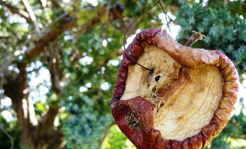 Cea mai valoroasa companie din lume se prabuseste. Viermele care mananca "Marul" din interior