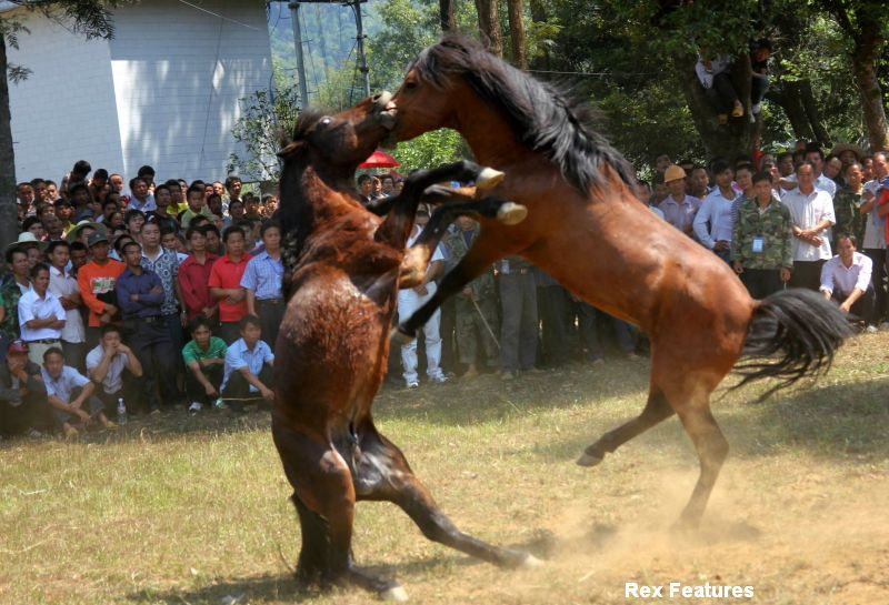 Lupte intre cai