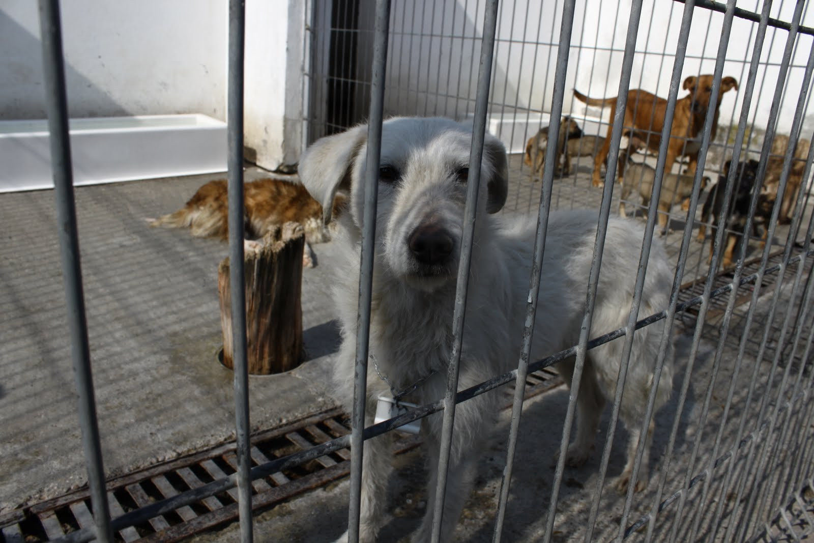 Mosu` nu uita de animale. Poti dona bani pentru o ambulanta destinata cainilor la Santa Dog Party