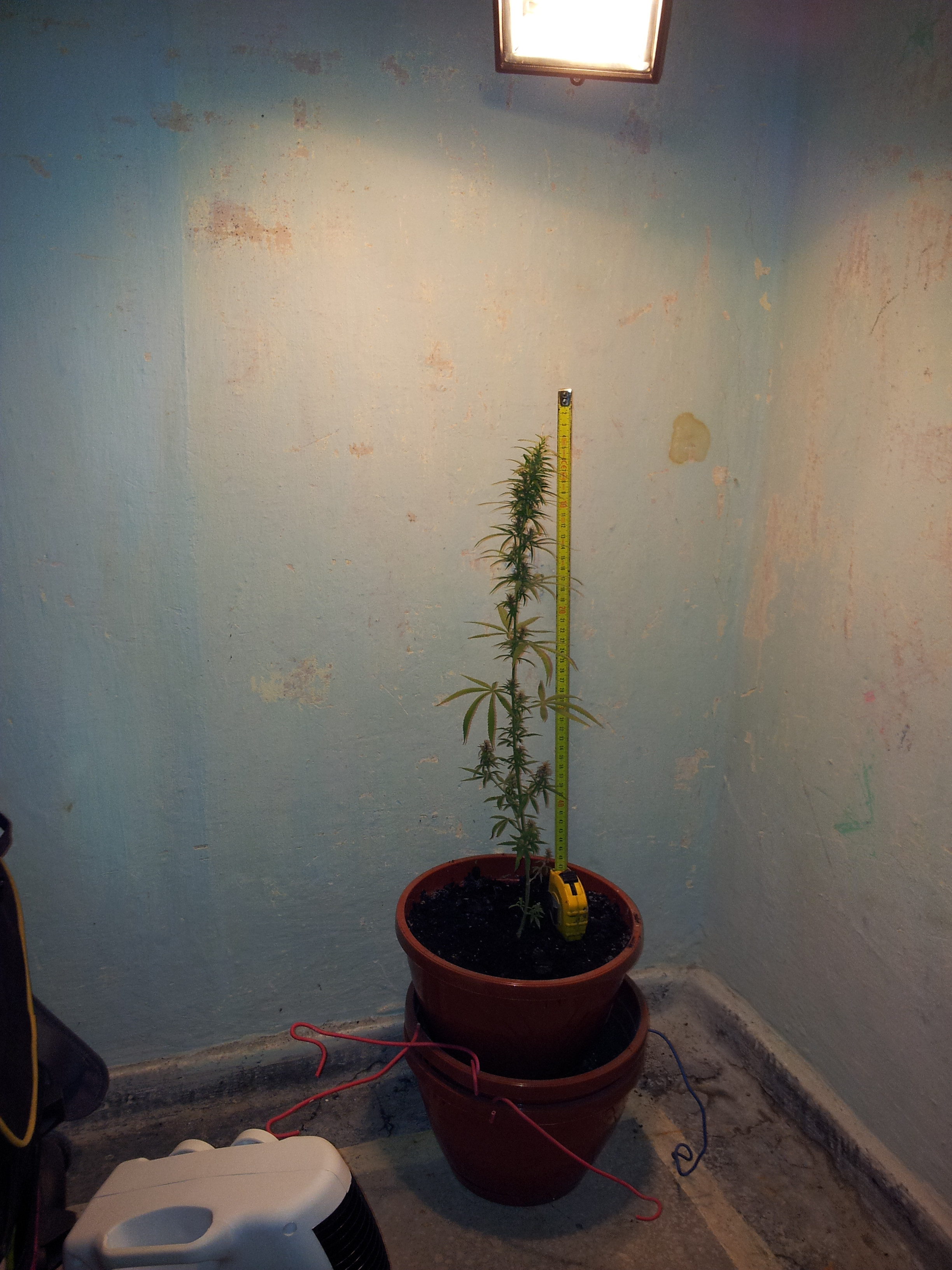 Descinderi la traficantii de droguri din Caras-Severin. Unsprezece persoane au fost duse la audieri