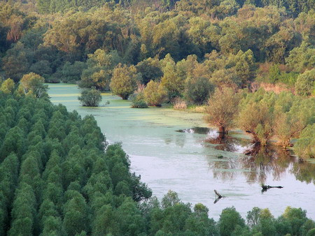 Braconaj in Lunca Dunarii. Mii de pasari ucise, pentru a deveni delicatese in Italia